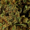 Fleur CBD Candy Kush Greenhouse (12%) gros plan riche en trichomes résineux