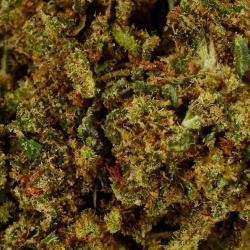 CBD-Blüte Gelato Greenhouse (17%) Nahaufnahme reich an Trichomen harzig