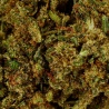 CBD Flower Gelato Greenhouse (17%) close-up rich in resinous trichomes
