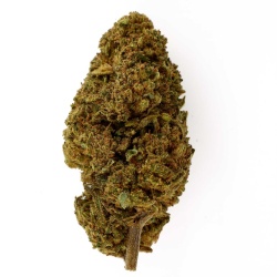 Fleur CBD Gelato Greenhouse (17%) tête compacte premium riche en trichomes