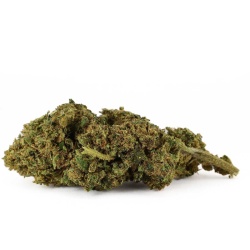 CBD Flower White Fire OG Greenhouse (18.7%) side view dense bud with relaxing yet uplifting hybrid effects