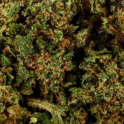 CBD Flower White Fire OG Greenhouse (18.7%) close-up resinous with abundant trichomes promoting relaxation and sleep
