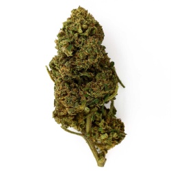 CBD Flower White Fire OG Greenhouse (18.7%) compact bud with pungent woody aromas rich in trichomes