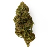CBD Flower White Fire OG Greenhouse (18.7%) compact bud with pungent woody aromas rich in trichomes
