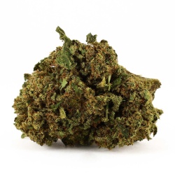 Fleur CBD OG Kush Indoor (8,5%) vue latérale fleur dense aux arômes frais et vivifiants