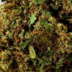 CBD Flower OG Kush Indoor (8.5%) close-up resinous promoting relaxation before sleep