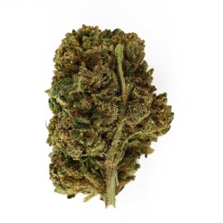 Fleur CBD OG Kush Indoor (8,5%) tête compacte aux notes de pin et chanvre naturel riche en trichomes