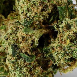 CBD Flower Green Crack Greenhouse (25%) close-up resinous with abundant shiny trichomes