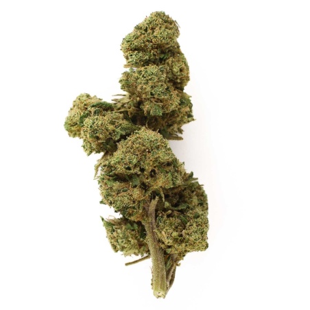 Fleur CBD Green Crack Greenhouse (25%) tête compacte aux notes fruitées et exotiques riche en trichomes