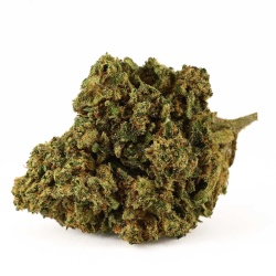 CBD Flower Mango Haze Greenhouse (16.9%) side view dense bud with exotic sweet notes
