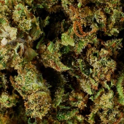 CBD-Blüte Mango Haze Greenhouse (16,9%) Nahaufnahme harzig fördert Kreativität und Entspannung