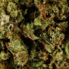 Fleur CBD Mango Haze Greenhouse (16,9%) gros plan résineux stimulant créativité et détente