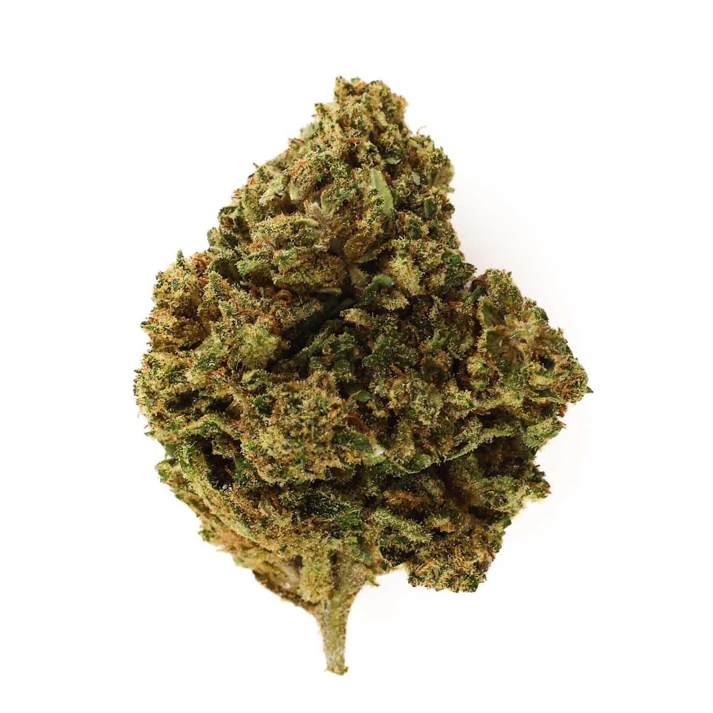 CBD Flower Mango Haze Greenhouse (16.9%) compact bud with mango and banana aromas rich in trichomes
