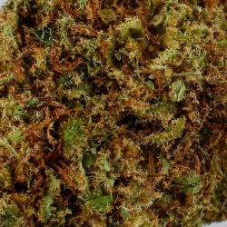 CBD-Blüte Skunk XL Indoor (20,4%) Nahaufnahme harzig fördert tiefe Entspannung und Beruhigung