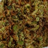 CBD-Blüte Skunk XL Indoor (20,4%) Nahaufnahme harzig fördert tiefe Entspannung und Beruhigung