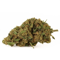 Fleur CBD Sour Widow Outdoor (13%) vue latérale fleur dense aux notes relaxantes et apaisantes