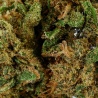 Fleur CBD Sour Widow Outdoor (13%) gros plan résineux favorisant réduction du stress et meilleur sommeil