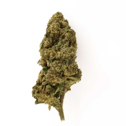 Fleur CBD Sour Widow Outdoor (13%) tête compacte aux arômes sucrés et épicés riche en trichomes