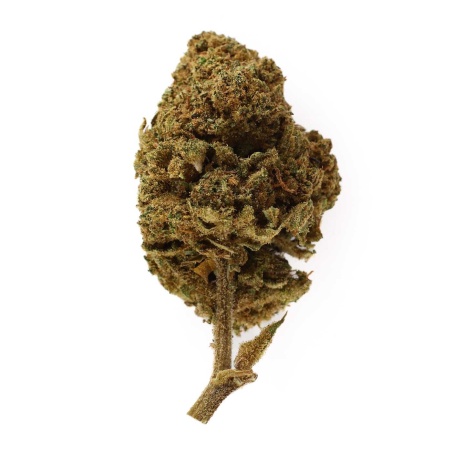 CBD-Blüte Honey Cream Indoor (21%) kompakte Blüte mit süßen und cremigen Aromen reich an Trichomen