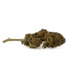 CBD-Blüte Critical Indoor (16,9%) Seitenansicht dichte Blüte mit starkem und authentischem Terpenprofil