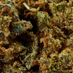 CBD Flower Critical Indoor (16.9%) close-up resinous rich in terpenes for experienced users