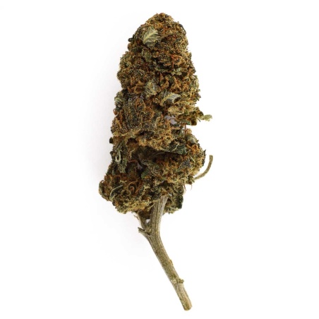 CBD-Blüte Critical Indoor (16,9%) kompakte Blüte mit natürlichen und intensiven Aromen reich an Trichomen
