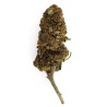 CBD Flower Critical Indoor (16.9%) compact bud with raw organic aromas rich in trichomes
