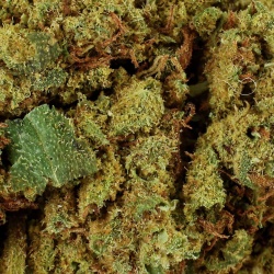 Fleur CBD Super Lemon Haze Indoor (20%) gros plan résineux stimulant et riche en trichomes brillants