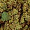 CBD-Blüte Super Lemon Haze Indoor (20%) Nahaufnahme harzig belebend mit glänzenden Trichomen