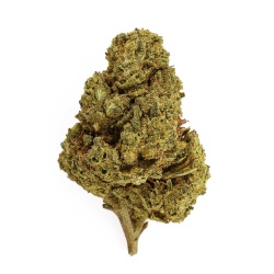 CBD Flower Super Lemon Haze Indoor (20%) compact bud with zesty lemon aromas rich in trichomes