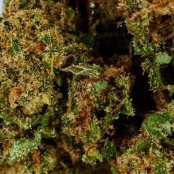 Fleur CBD AK47 Greenhouse (6%) gros plan résineux avec trichomes discrets pour une expérience douce