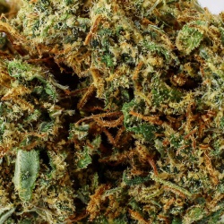 CBD Flower Lemon Haze (18%) close-up resinous with abundant shiny trichomes