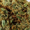 CBD Flower Lemon Haze (18%) close-up resinous with abundant shiny trichomes