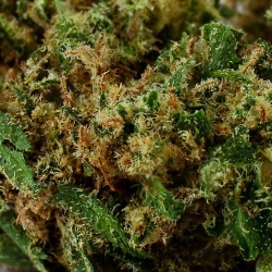 CBD-Blüte Granddaddy Purple Greenhouse (17,9%) Nahaufnahme harzig fördert Entspannung und Ruhe