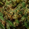 CBD Flower Granddaddy Purple Greenhouse (17.9%) close-up resinous promoting relaxation and calm