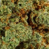 CBD Flower Big Bud Royal (22%) close-up resinous with abundant shiny trichomes