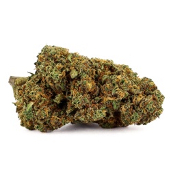 CBD-Blüte ACDC Greenhouse (13,2%) Seitenansicht dichte Blüte mit sanften und entspannenden Noten