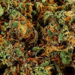 CBD-Blüte ACDC Greenhouse (13,2%) Nahaufnahme harzig fördert Entspannung nach einem langen Tag