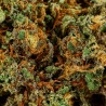 CBD-Blüte ACDC Greenhouse (13,2%) Nahaufnahme harzig fördert Entspannung nach einem langen Tag