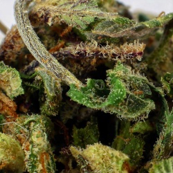 Trim de Fleurs CBD Gorilla Indoor gros plan mélange résineux riche en trichomes