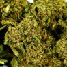 CBD-Blüte Bubba Kush Indoor (25%) Nahaufnahme harzig mit zahlreichen kräftigen Trichomen