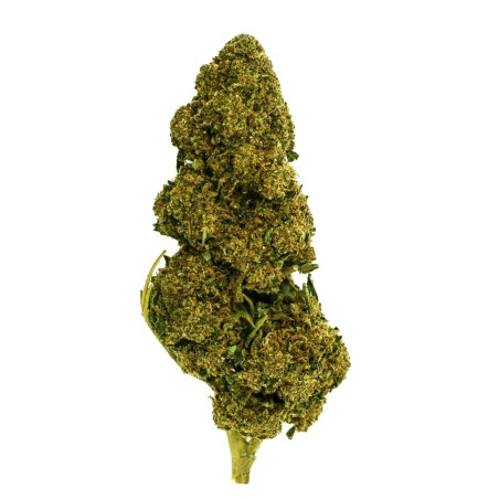 CBD-Blüte Bubba Kush Indoor (25%) Nahaufnahme harzig mit zahlreichen kräftigen Trichomen