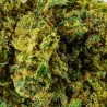 Fleur de CBD Budda Zen Indoor (19,5 %)