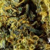 Fleur CBD El Patron Indoor 22 % | Puissante & Épicée | 321CBD