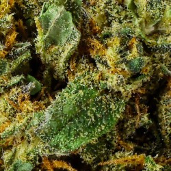 CBD-Blüte Tutti Frutti Indoor 16 % | Pflaume & Orange | 321CBD
