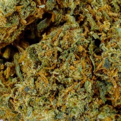 Fleur CBD White Berry Indoor 19 % | Baies & Pin | 321CBD