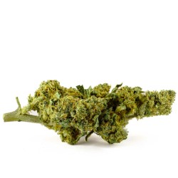 Orange Bud CBD Flower Indoor 25% | Orange & Mandarin | 321CBD