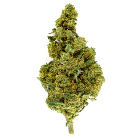CBD-Blüte Orange Bud Indoor 25 % | Orange & Mandarine | 321CBD