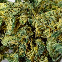 Orange Bud CBD Flower Indoor 25% | Orange & Mandarin | 321CBD