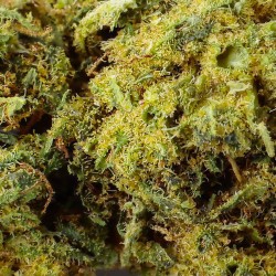 Fleur CBD Mimosa Indoor 23% Hybride | Citronnée & Florale | 321CBD